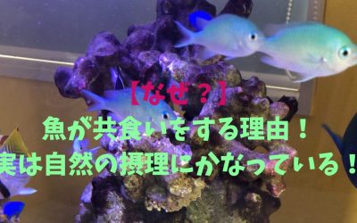 【なぜ？】魚が共食いをする理由！実は自然の摂理にかなっている！