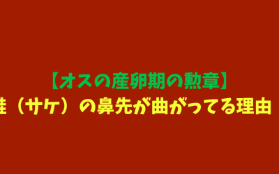 【オスの産卵期の勲章】鮭（サケ）の鼻先が曲がってる理由！