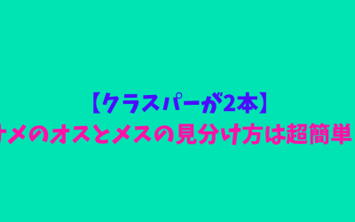 【クラスパーが2本】サメのオスとメスの見分け方は超簡単！