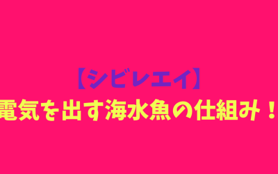 【シビレエイ】電気を出す海水魚の仕組み！