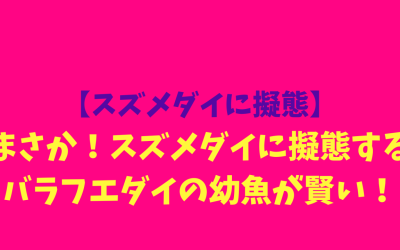 【スズメダイに擬態】まさか！スズメダイに擬態するバラフエダイの幼魚が賢い！