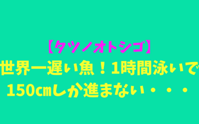 【タツノオトシゴ】世界一遅い魚！1時間泳いで150㎝しか進まない・・・