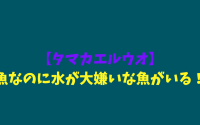 【タマカエルウオ】魚なのに水が大嫌いな魚がいる！