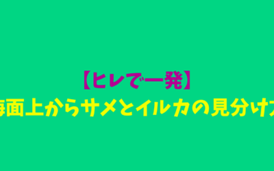 【ヒレで一発】海面上からサメとイルカの見分け方