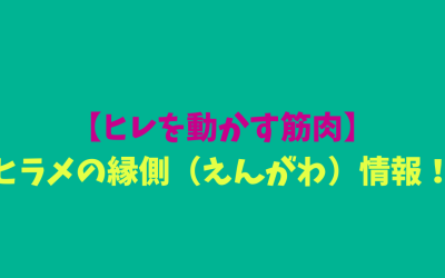 【ヒレを動かす筋肉】ヒラメの縁側（えんがわ）情報！