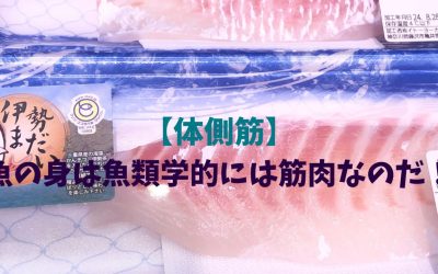 【体側筋】魚の身は魚類学的には筋肉なのだ！