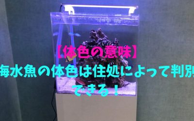 【体色の意味】海水魚の体色は住処によって判別できる！