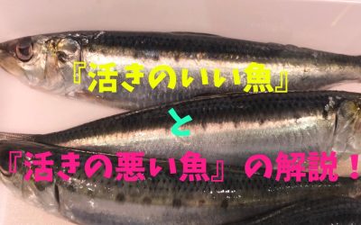 【図解付き】『活きのいい魚』と『活きの悪い魚』の解説！