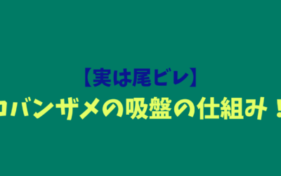 【実は尾ビレ】コバンザメの吸盤の仕組み！