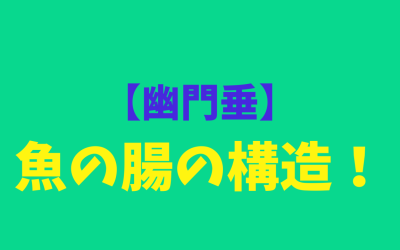 【幽門垂】魚の腸の構造！わかりやすくご案内！