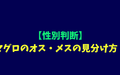 【性別判断】マグロのオス・メスの見分け方！