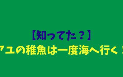 【知ってた？】アユの稚魚は一度海へ行く！