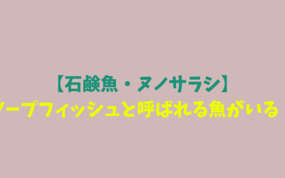 【石鹸魚・ヌノサラシ】ソープフィッシュと呼ばれる魚がいる！