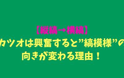 【縦縞→横縞】カツオは興奮すると”縞模様”の向きが変わる理由！