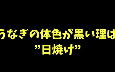 【驚愕！】うなぎの体色が黒い理由は”日焼け”！