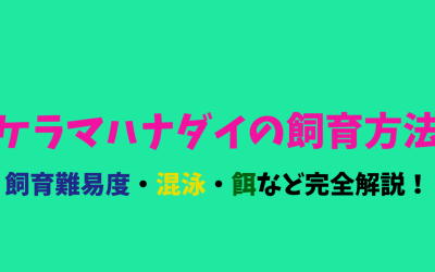 【完全解説】ケラマハナダイの飼育方法！華やかな見た目！