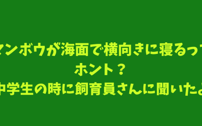 マンボウが海面で横向きに寝るってホント？中学生の時に飼育員さんに聞いたよ