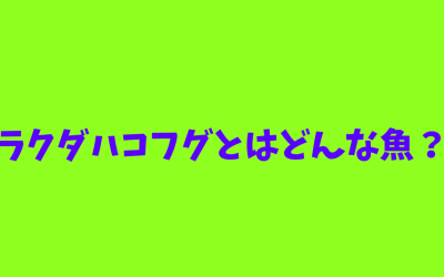 【生態完全解説】ラクダハコフグとはどんな魚？