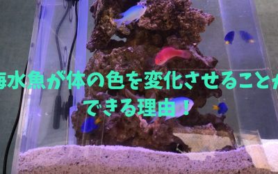 【コントロール】海水魚が体の色を変化させることができる理由！