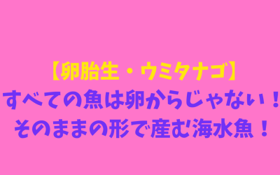 【卵胎生・ウミタナゴ】すべての魚は卵からじゃない！そのままの形で産む海水魚！