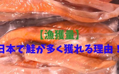 【漁獲量】日本で鮭（サケ）が多く獲れる理由！