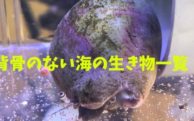 背骨のない海の生き物一覧！