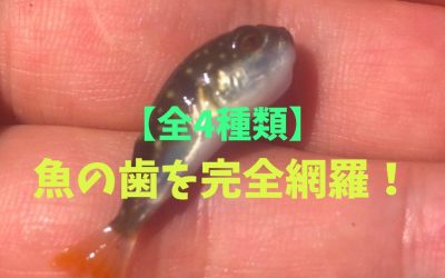 【全4種類】魚の歯を完全網羅！