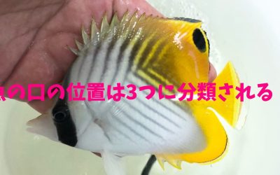 【保存版】魚の口の位置は3つに分類される！