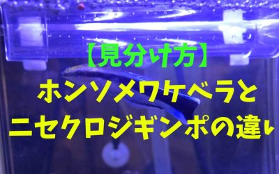 【見分け方】ホンソメワケベラとニセクロスジギンポの違い