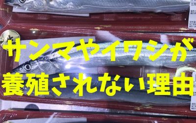 【保存版】サンマやイワシが養殖されない理由