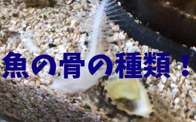 【完全版】魚の骨の種類！