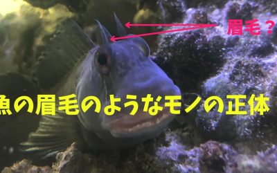 【皮弁】魚の眉毛のようなモノの正体！