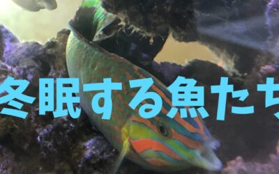 【完全版】冬眠する魚たち