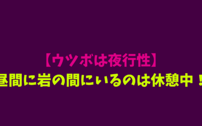 【ウツボは夜行性】昼間に岩の間にいるのは休憩中！