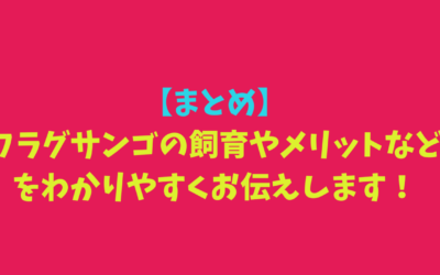 【まとめ】フラグサンゴの飼育やメリットなどをわかりやすくお伝えします！