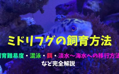 【永久保存版】海水水槽でのミドリフグの飼育方法！