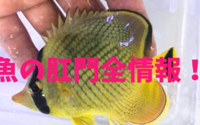 魚の肛門全情報！