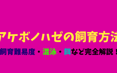 【永久保存版】アケボノハゼの飼育方法！