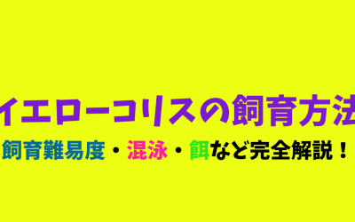 【プロが教える】イエローコリスの飼育方法！黄色が綺麗！