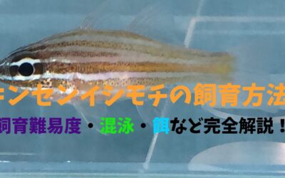 【解説】キンセンイシモチの飼育方法！ストライプ柄がかっこよくておとなしい！