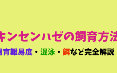 【使える！】キンセンハゼの飼育方法！ストライプが綺麗！