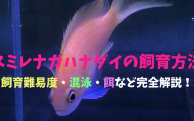 【激美個体】スミレナガハナダイの飼育方法！人気の理由がわかる！