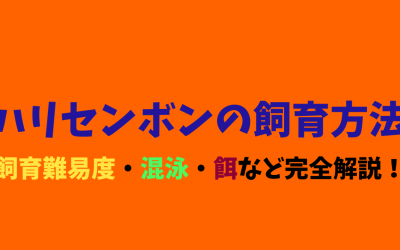 【プロが教える】ハリセンボンの飼育方法！