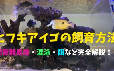 【プロ解説】ヒフキアイゴの飼育方法！おとなしくて力持ち！コケも食べてくれる！