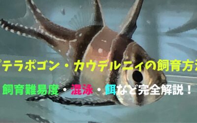 【0から学ぶ】プテラポゴンカウデルニィの飼育方法！パンクな見た目だけどおとなしい！