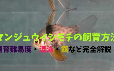 【完全版】マンジュウイシモチの飼育方法！おとなくてジッとしてる姿に萌える！