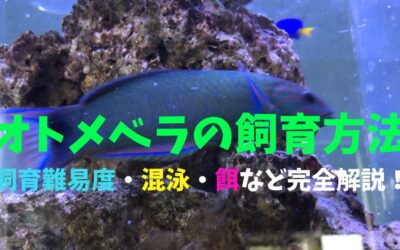 【満足な解説】オトメベラの飼育方法！凛とした青で爽やか！