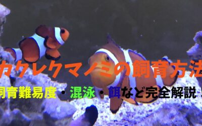 【永久保存版】カクレクマノミの飼育方法