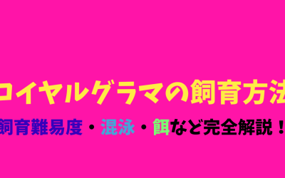 【秘訣伝授】ロイヤルグラマの飼育方法！パープル＆イエローのコントラスト！