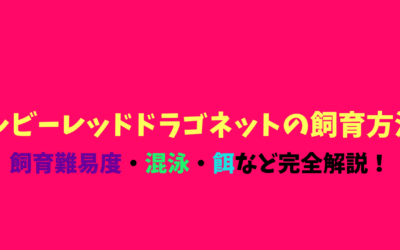 【必見】ルビーレッドドラゴネットの飼育方法！赤い体で愛嬌抜群！